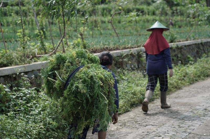 Farmers in the field